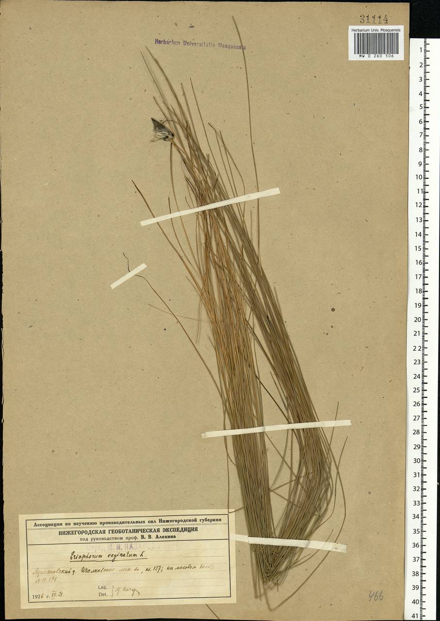 Eriophorum vaginatum L., Eastern Europe, Middle Volga region (E8) (Russia)