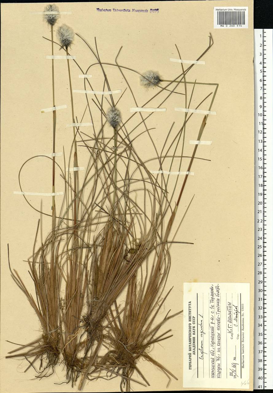 Eriophorum vaginatum L., Eastern Europe, Middle Volga region (E8) (Russia)