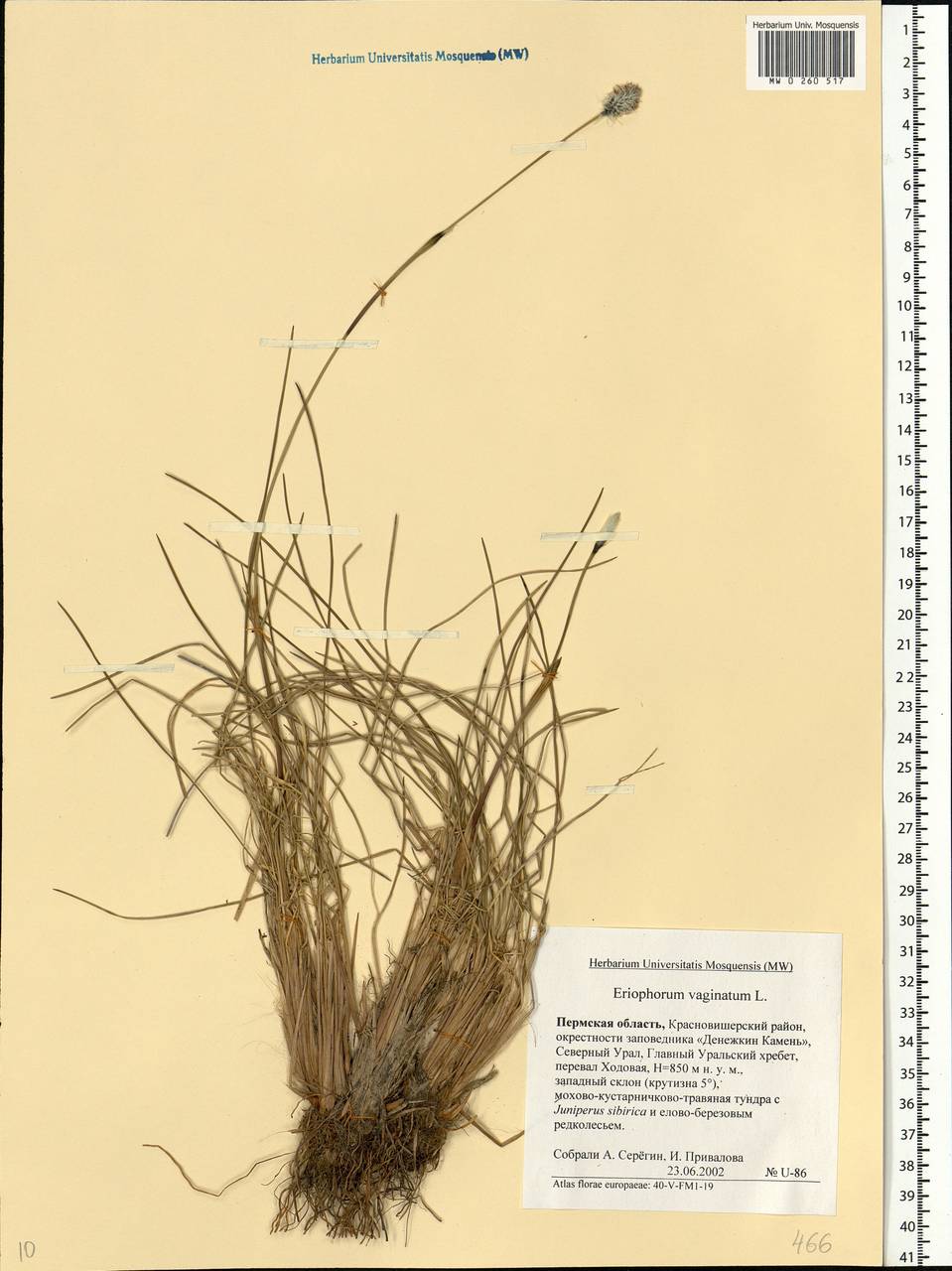 Eriophorum vaginatum L., Eastern Europe, Eastern region (E10) (Russia)