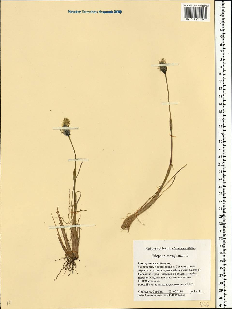 Eriophorum vaginatum L., Eastern Europe, Eastern region (E10) (Russia)