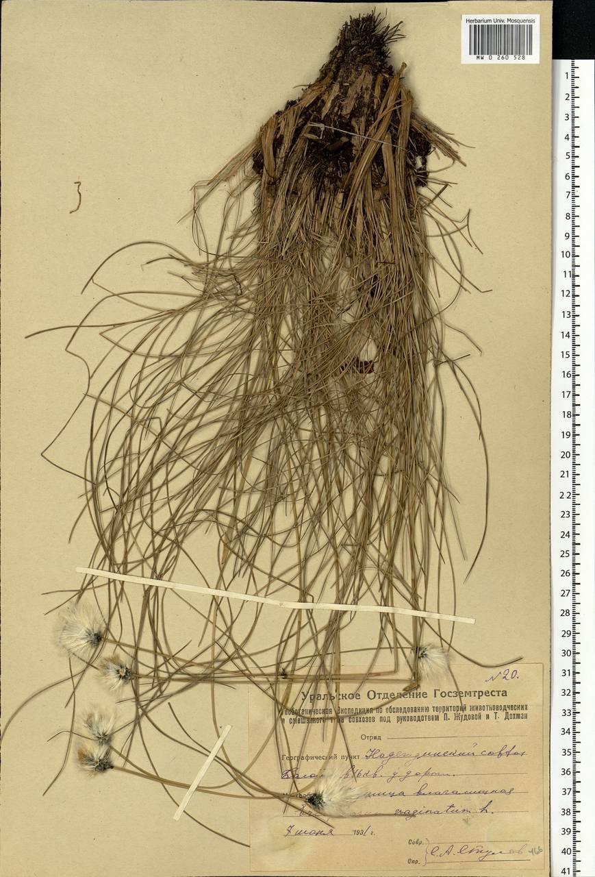 Eriophorum vaginatum L., Eastern Europe, Eastern region (E10) (Russia)