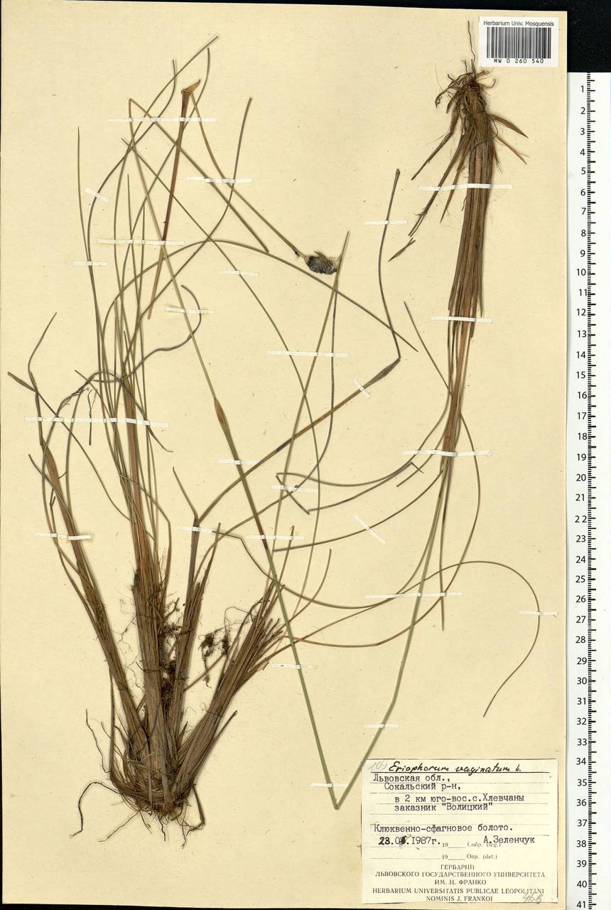 Eriophorum vaginatum L., Eastern Europe, West Ukrainian region (E13) (Ukraine)