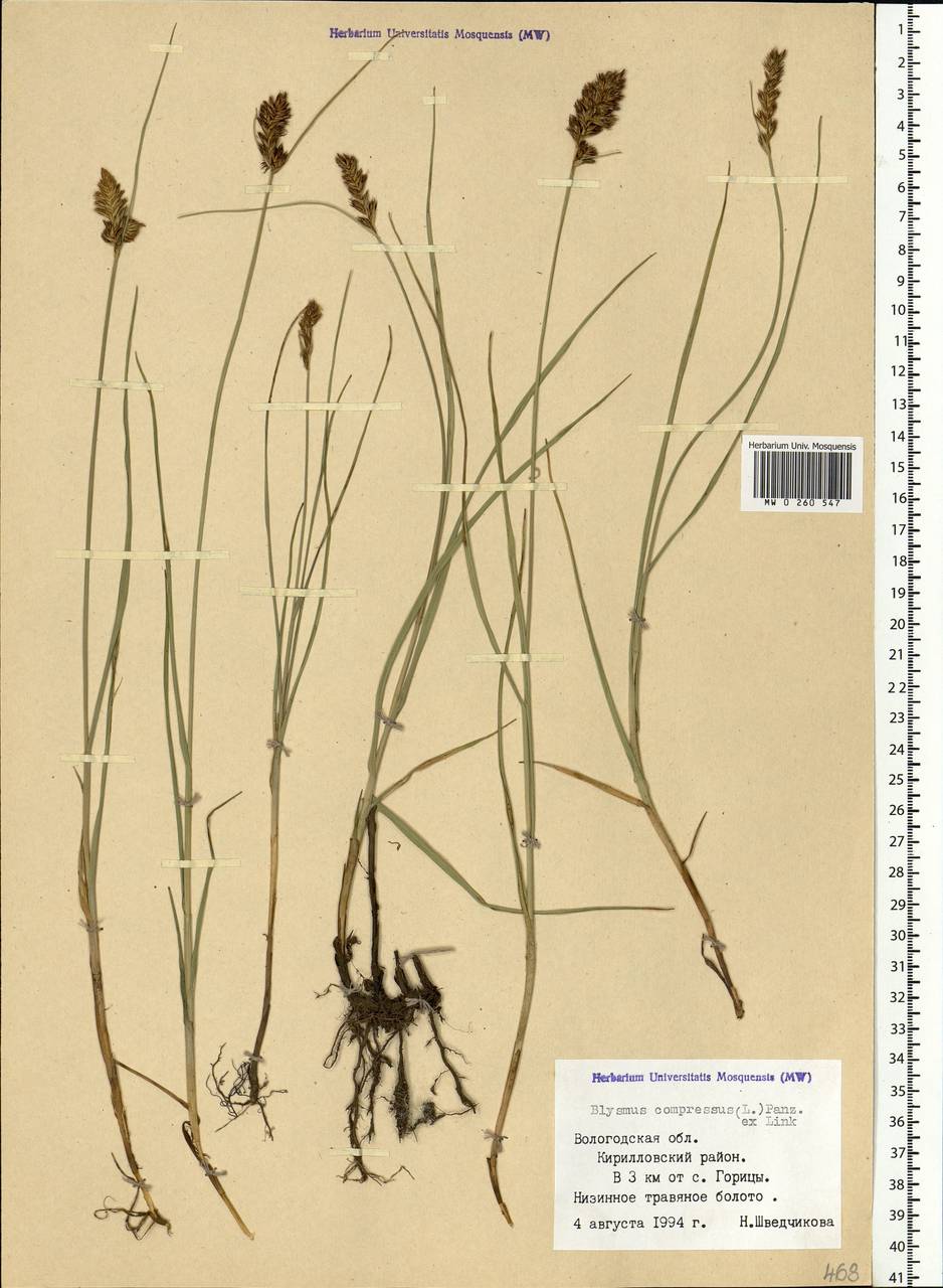 Blysmus compressus (L.) Panz. ex Link, Eastern Europe, Northern region (E1) (Russia)