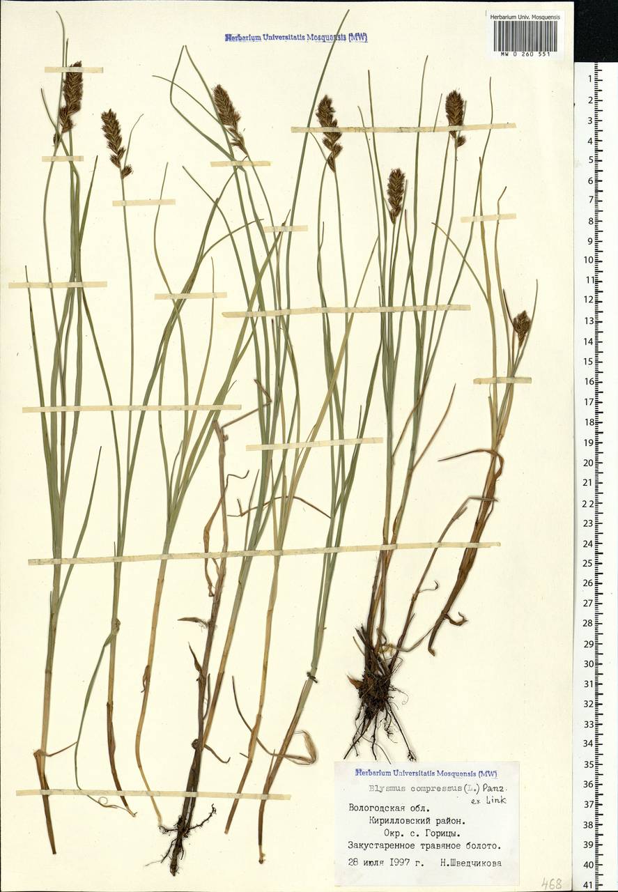 Blysmus compressus (L.) Panz. ex Link, Eastern Europe, Northern region (E1) (Russia)