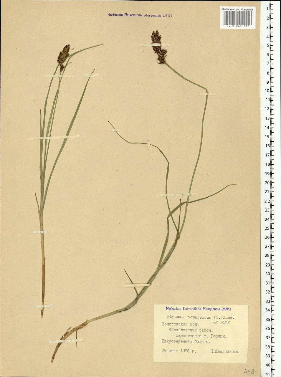 Blysmus compressus (L.) Panz. ex Link, Eastern Europe, Northern region (E1) (Russia)