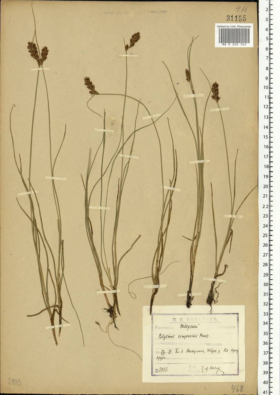 Blysmus compressus (L.) Panz. ex Link, Eastern Europe, North-Western region (E2) (Russia)