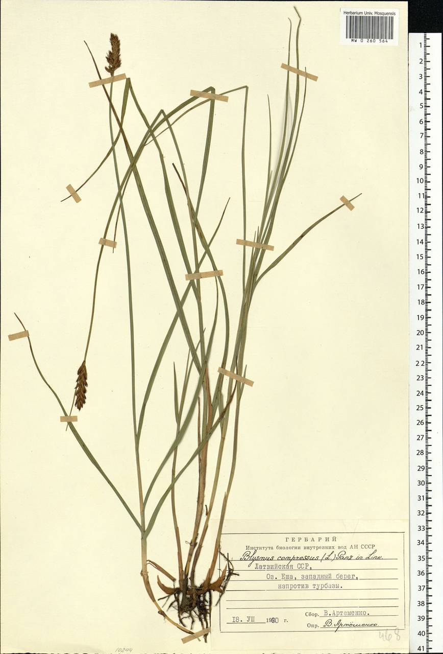 Blysmus compressus (L.) Panz. ex Link, Eastern Europe, Latvia (E2b) (Latvia)