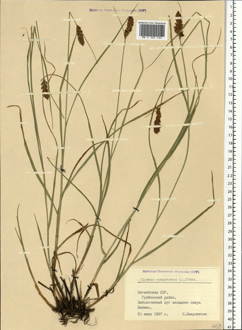 Blysmus compressus (L.) Panz. ex Link, Eastern Europe, Latvia (E2b) (Latvia)