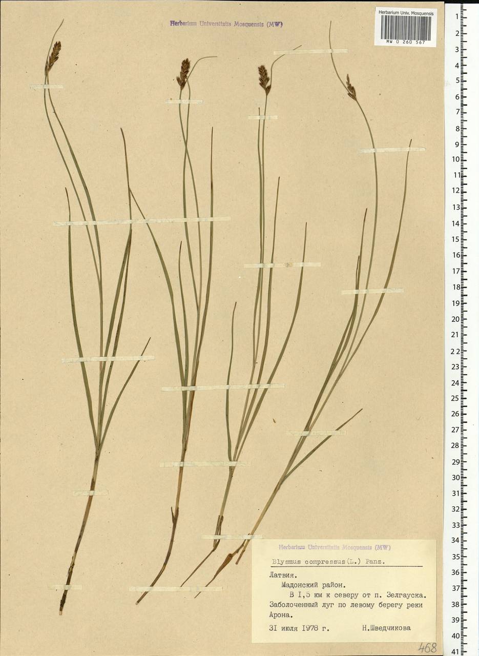 Blysmus compressus (L.) Panz. ex Link, Eastern Europe, Latvia (E2b) (Latvia)