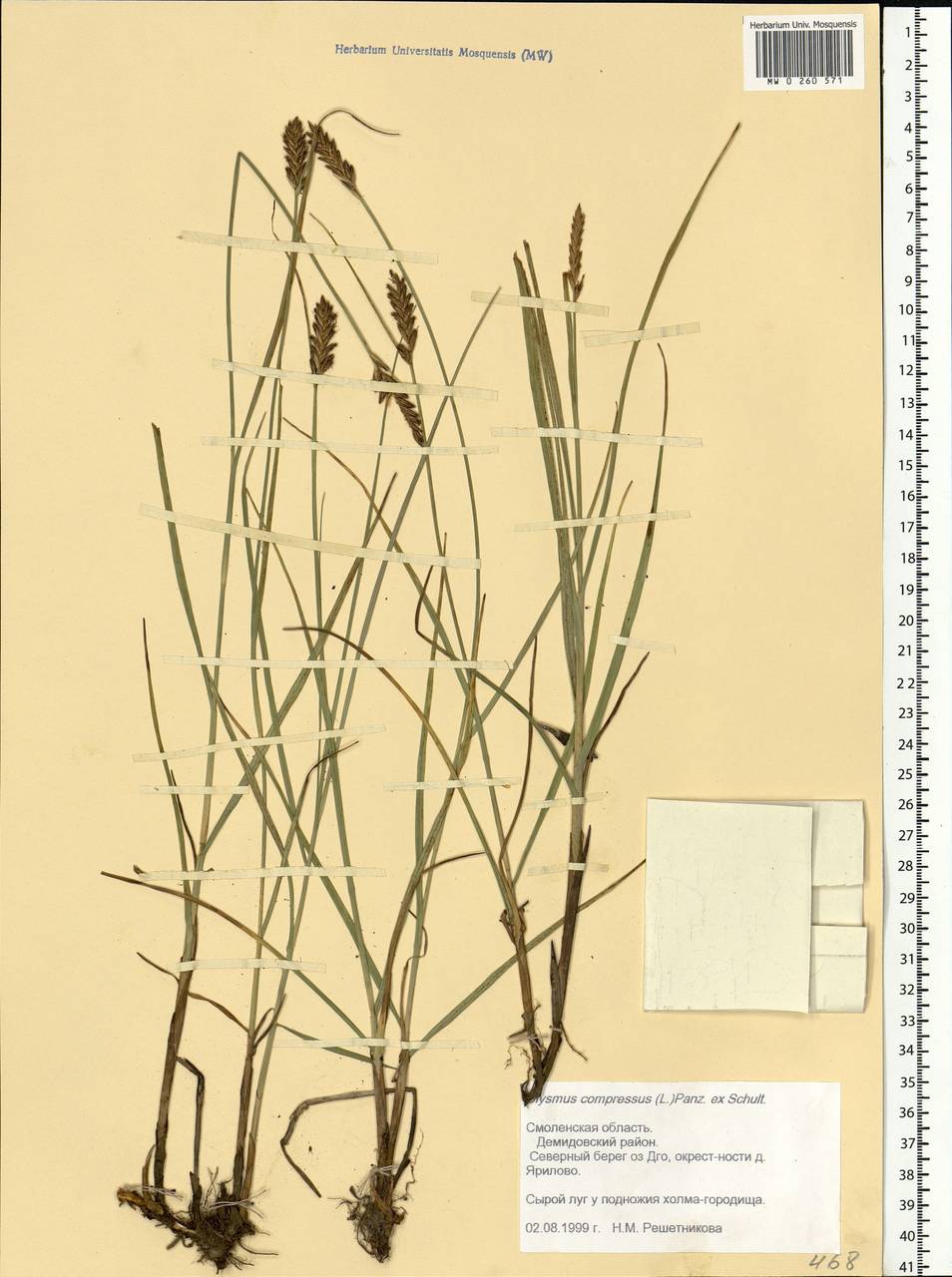 Blysmus compressus (L.) Panz. ex Link, Eastern Europe, Western region (E3) (Russia)