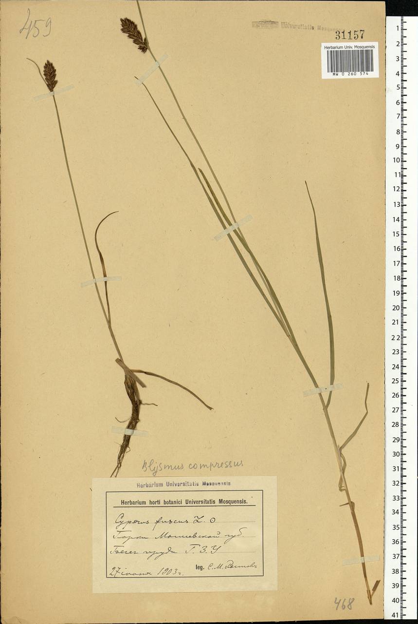 Blysmus compressus (L.) Panz. ex Link, Eastern Europe, Belarus (E3a) (Belarus)