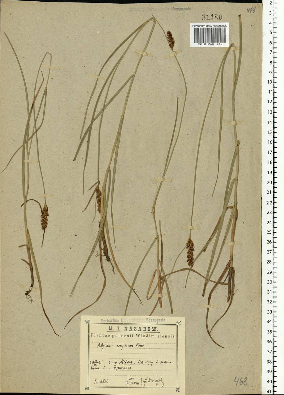 Blysmus compressus (L.) Panz. ex Link, Eastern Europe, Central region (E4) (Russia)