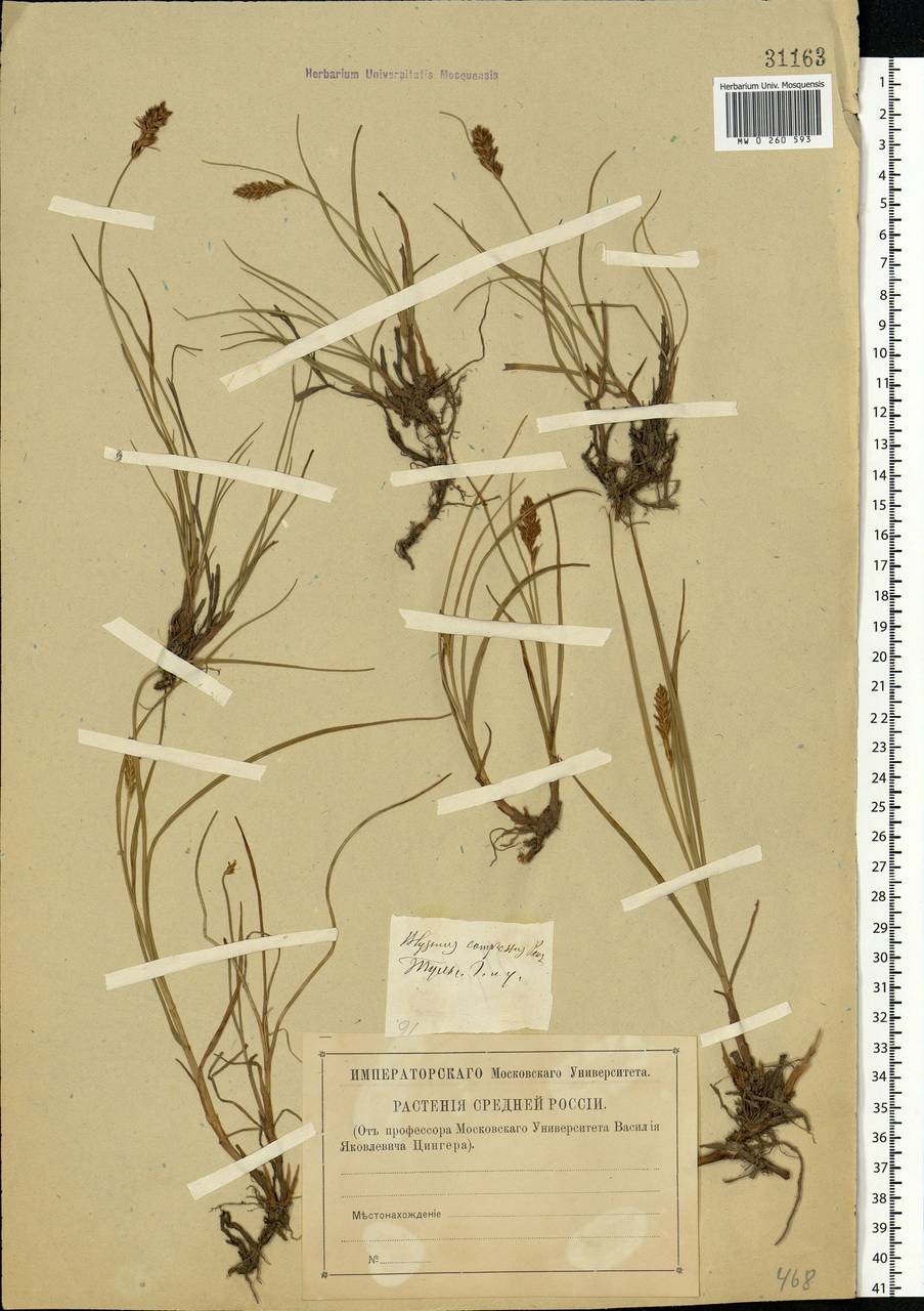 Blysmus compressus (L.) Panz. ex Link, Eastern Europe, Central region (E4) (Russia)