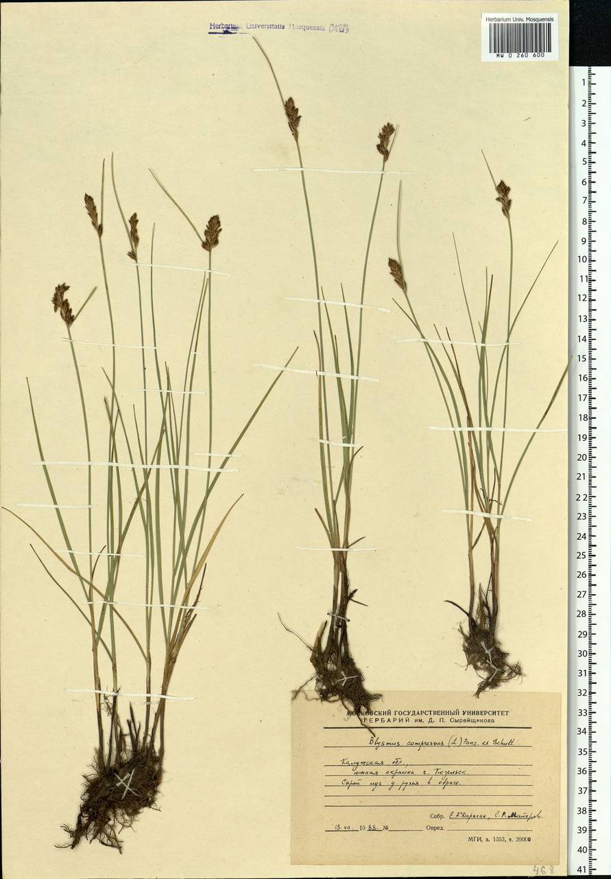 Blysmus compressus (L.) Panz. ex Link, Eastern Europe, Central region (E4) (Russia)