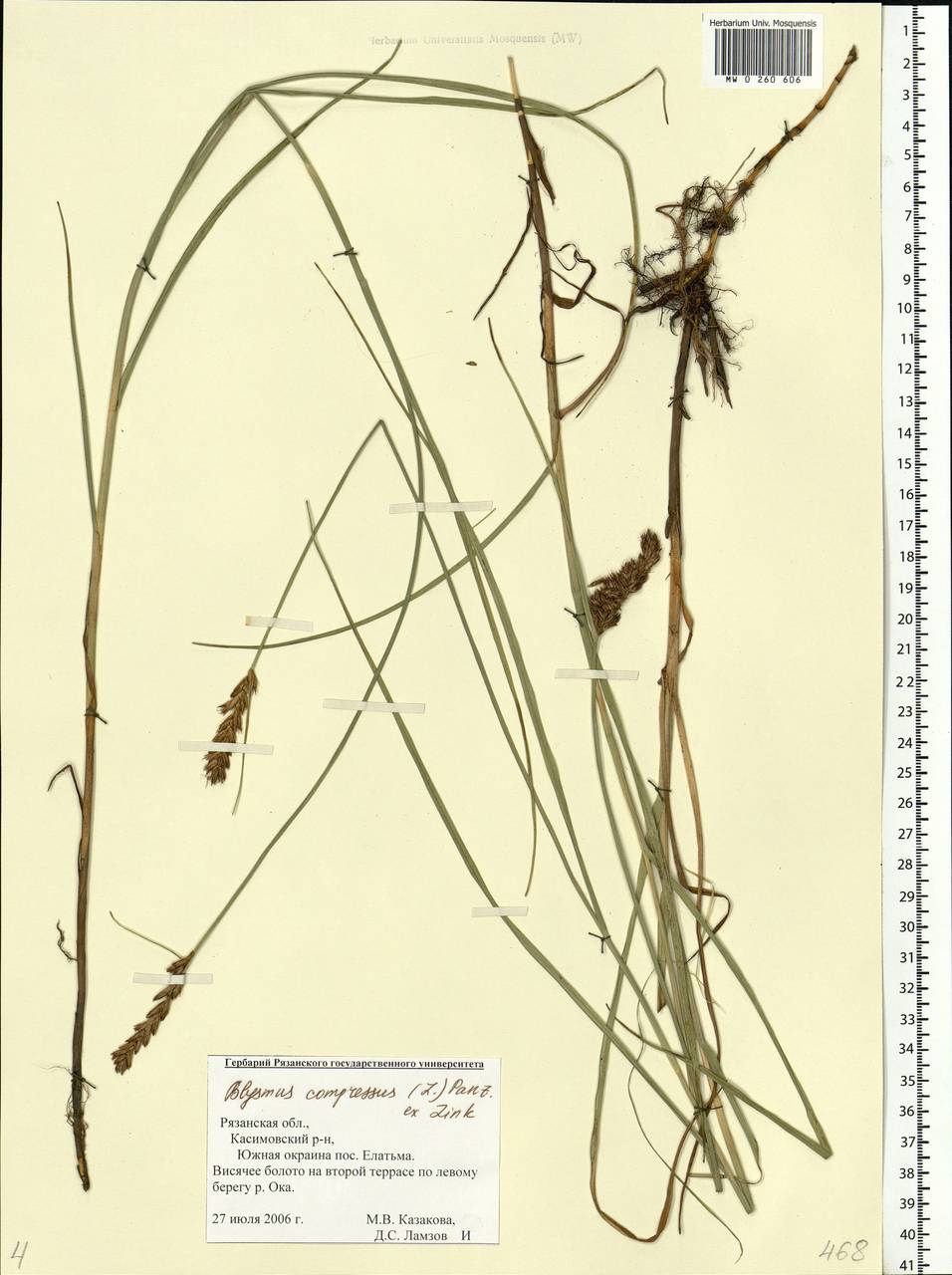 Blysmus compressus (L.) Panz. ex Link, Eastern Europe, Central region (E4) (Russia)