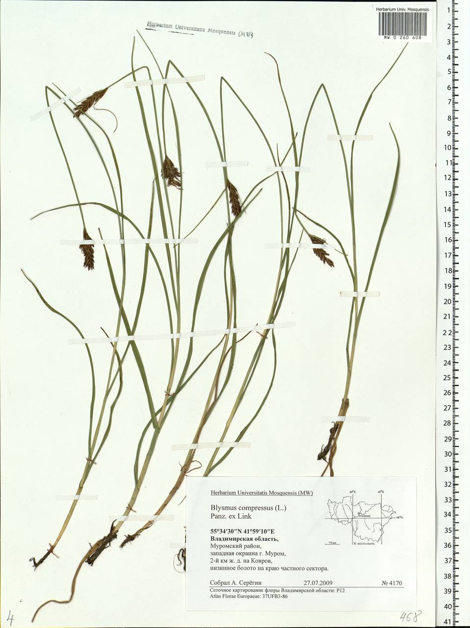 Blysmus compressus (L.) Panz. ex Link, Eastern Europe, Central region (E4) (Russia)
