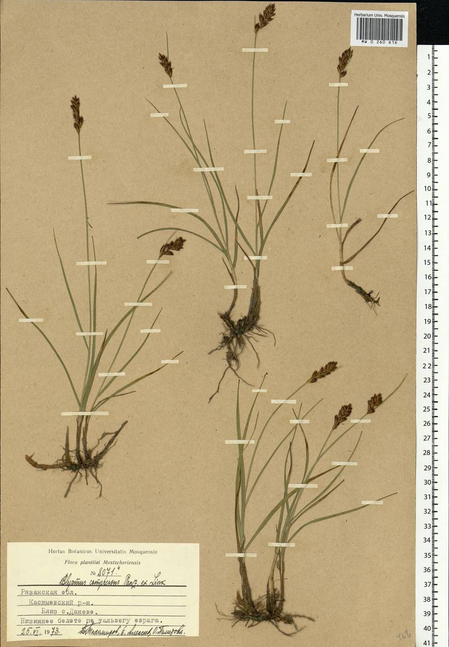 Blysmus compressus (L.) Panz. ex Link, Eastern Europe, Central region (E4) (Russia)