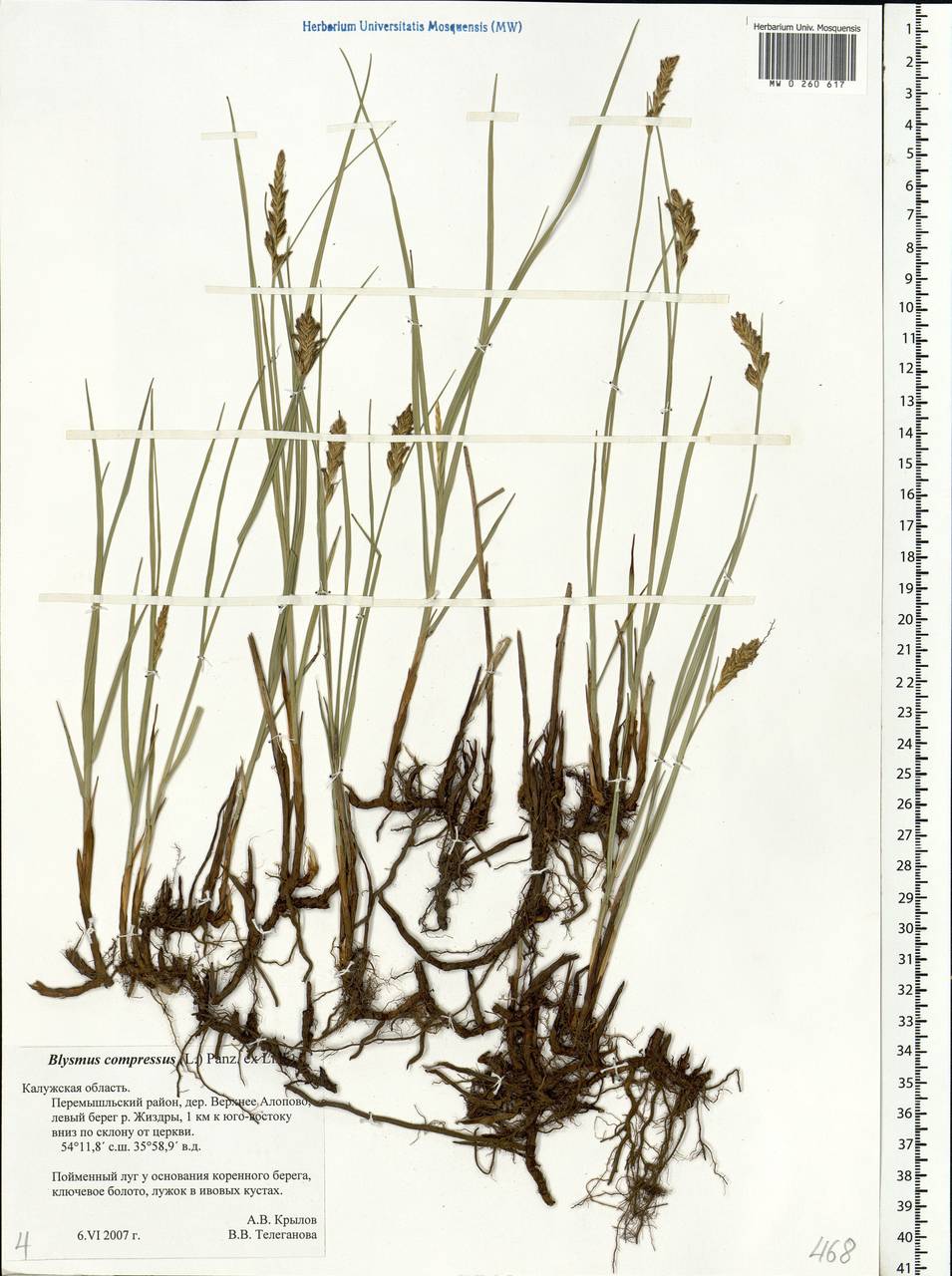 Blysmus compressus (L.) Panz. ex Link, Eastern Europe, Central region (E4) (Russia)