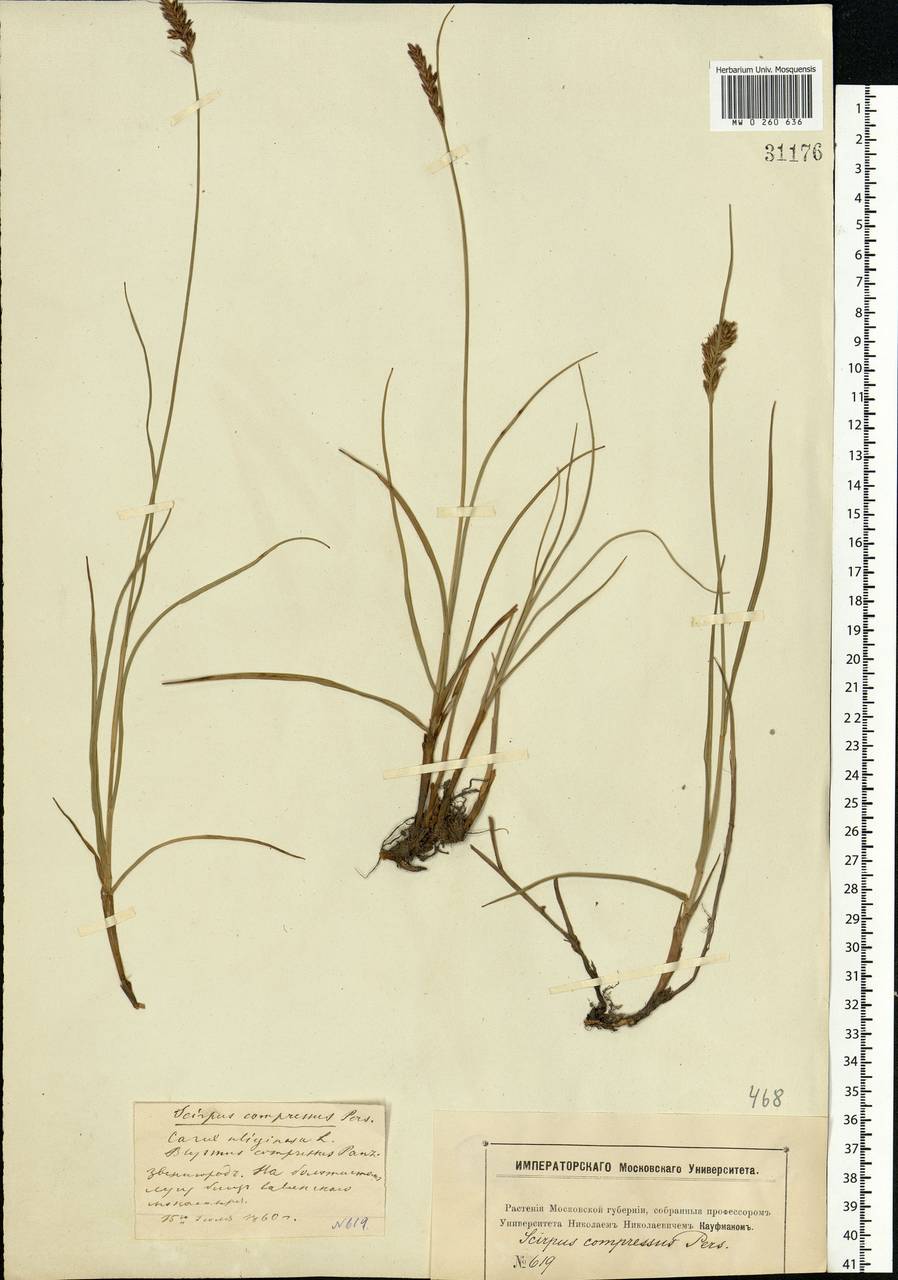 Blysmus compressus (L.) Panz. ex Link, Eastern Europe, Moscow region (E4a) (Russia)