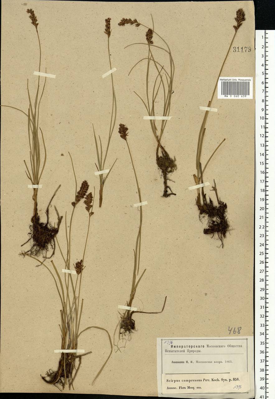 Blysmus compressus (L.) Panz. ex Link, Eastern Europe, Moscow region (E4a) (Russia)