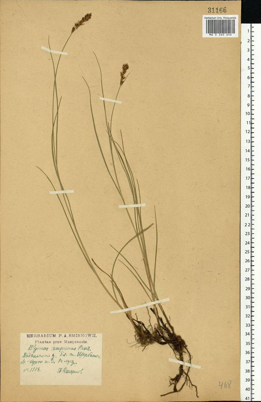 Blysmus compressus (L.) Panz. ex Link, Eastern Europe, Moscow region (E4a) (Russia)