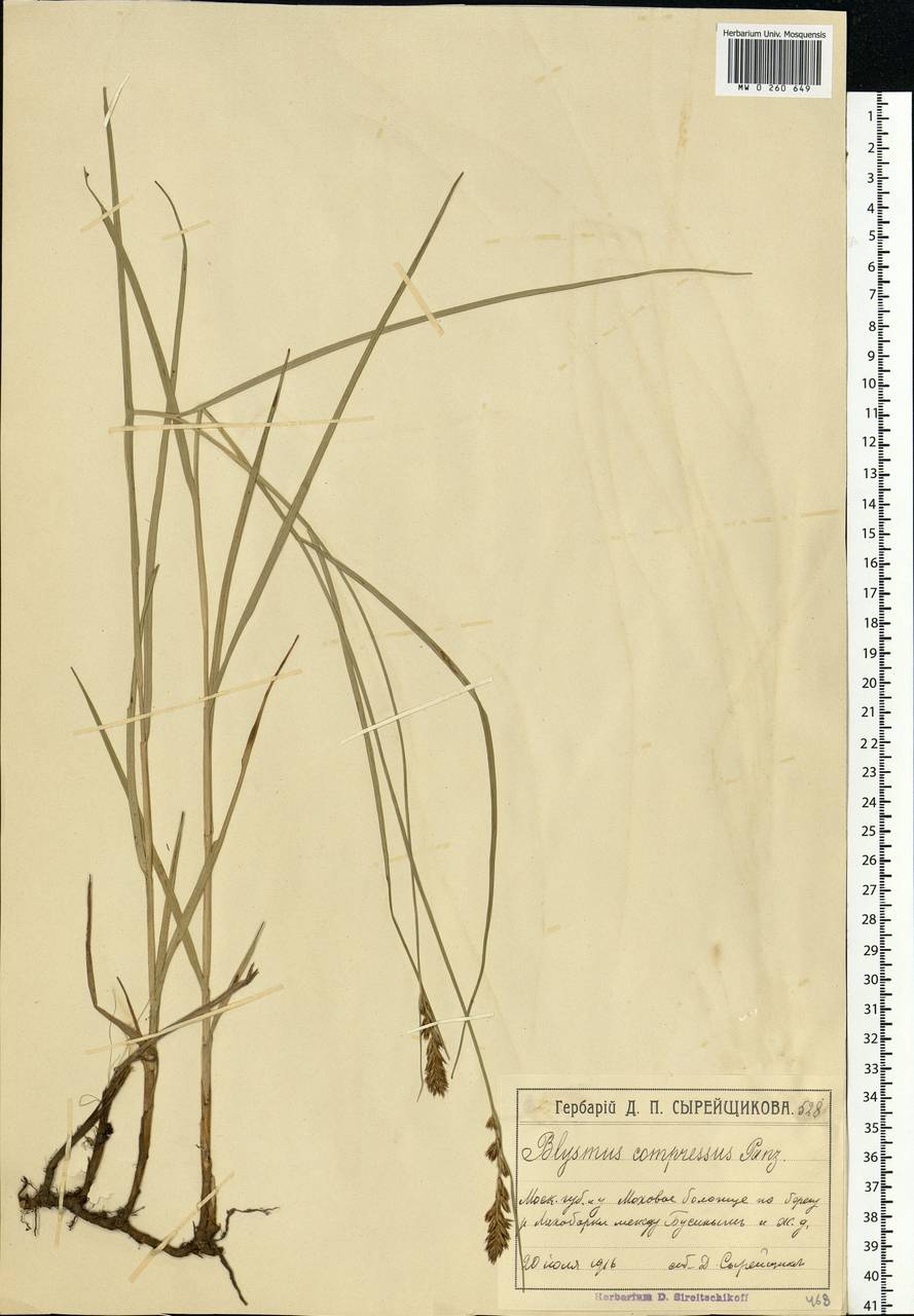 Blysmus compressus (L.) Panz. ex Link, Eastern Europe, Moscow region (E4a) (Russia)