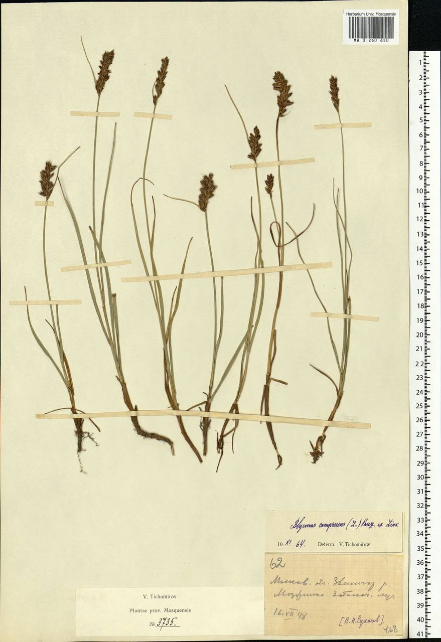 Blysmus compressus (L.) Panz. ex Link, Eastern Europe, Moscow region (E4a) (Russia)