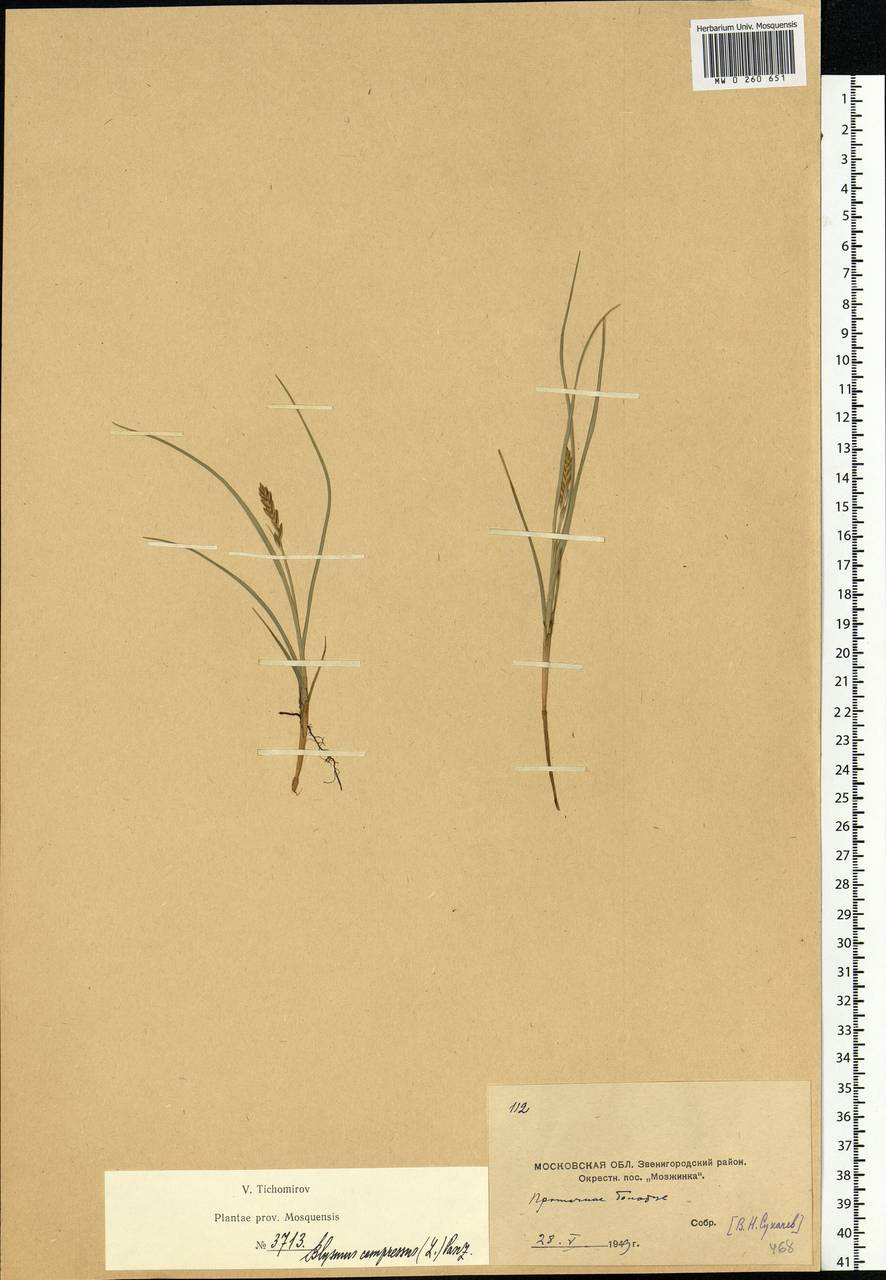 Blysmus compressus (L.) Panz. ex Link, Eastern Europe, Moscow region (E4a) (Russia)
