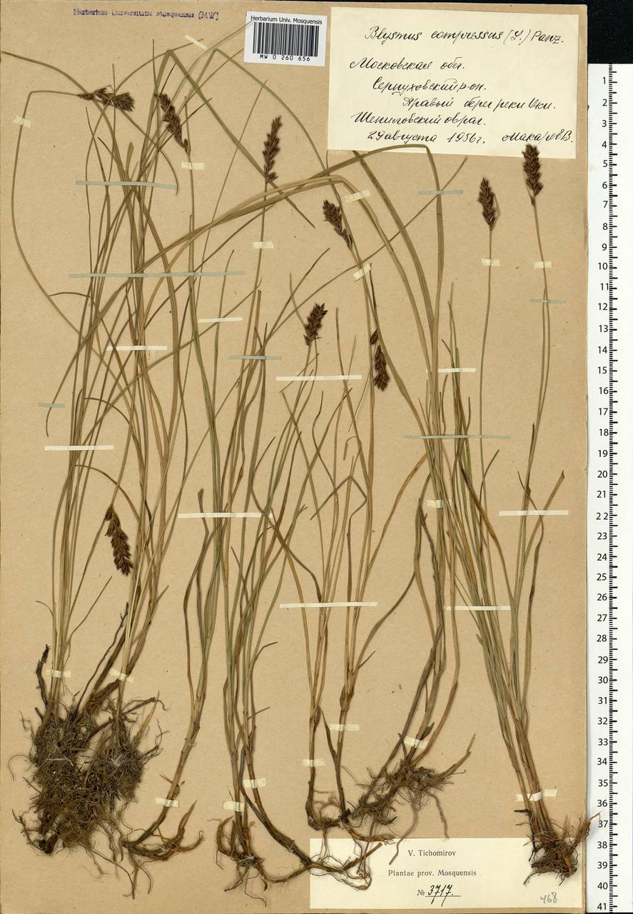 Blysmus compressus (L.) Panz. ex Link, Eastern Europe, Moscow region (E4a) (Russia)