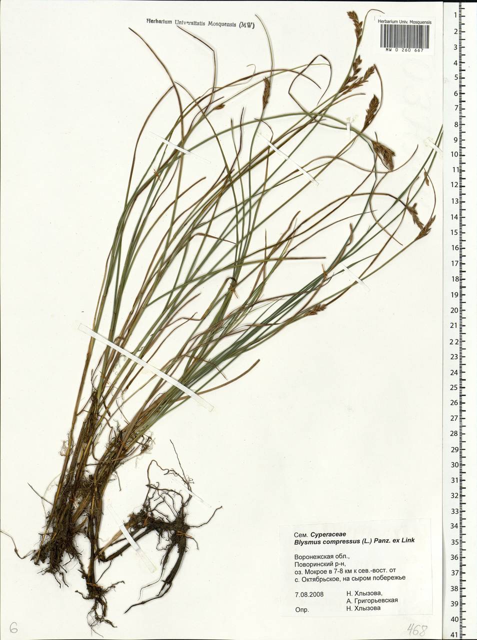 Blysmus compressus (L.) Panz. ex Link, Eastern Europe, Central forest-and-steppe region (E6) (Russia)