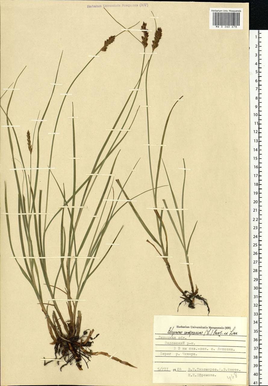 Blysmus compressus (L.) Panz. ex Link, Eastern Europe, Central forest-and-steppe region (E6) (Russia)