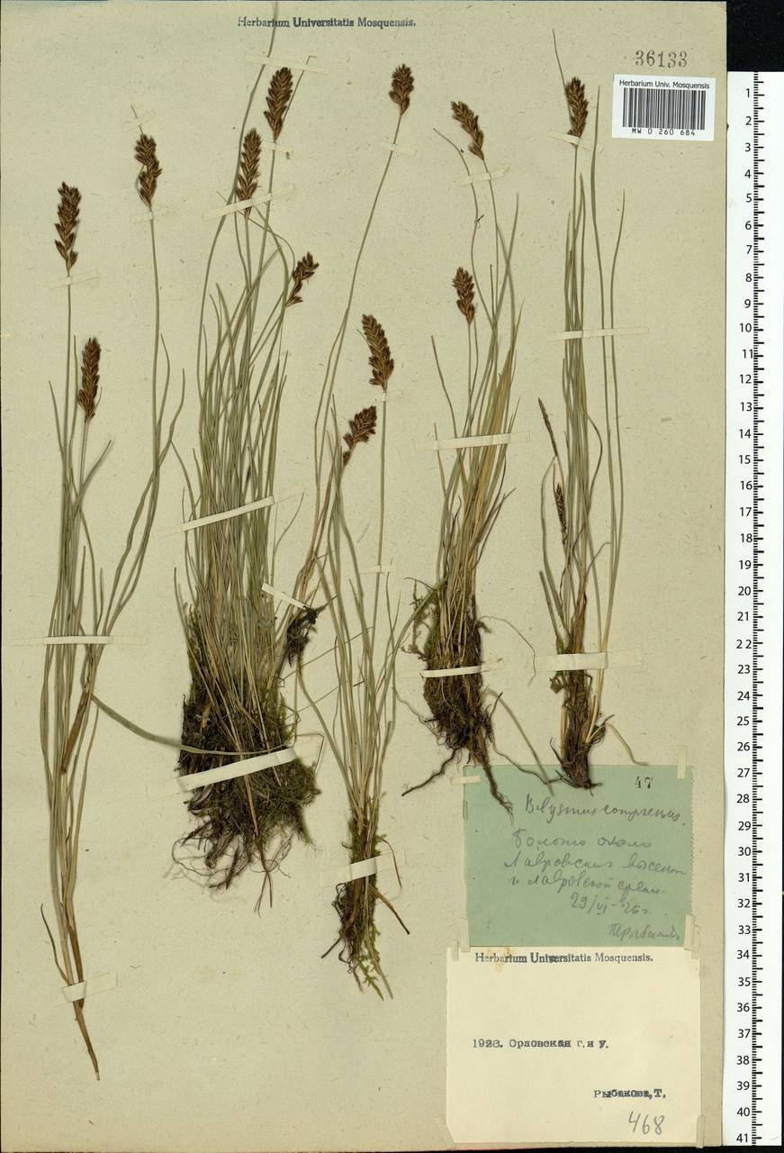 Blysmus compressus (L.) Panz. ex Link, Eastern Europe, Central forest-and-steppe region (E6) (Russia)