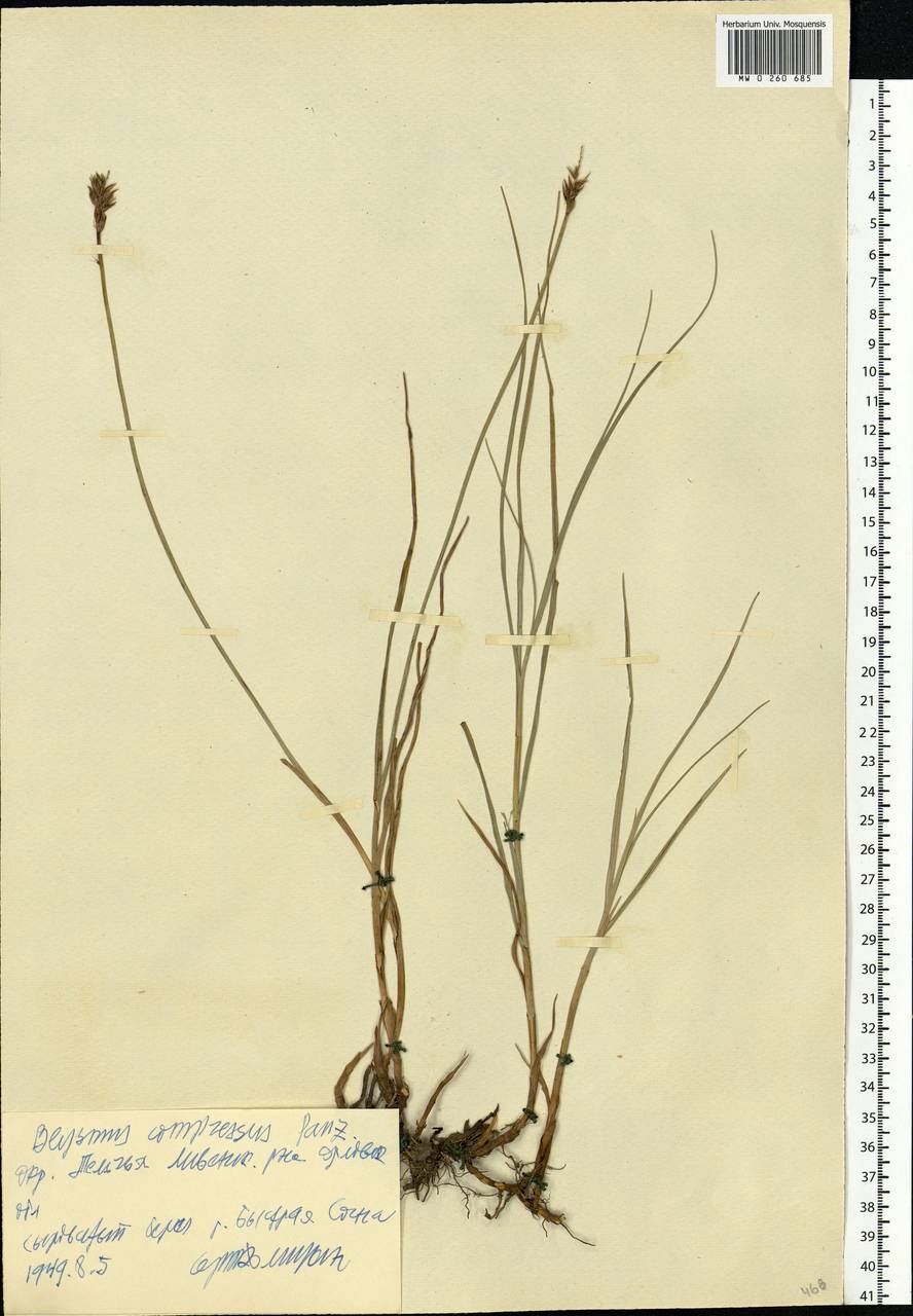 Blysmus compressus (L.) Panz. ex Link, Eastern Europe, Central forest-and-steppe region (E6) (Russia)