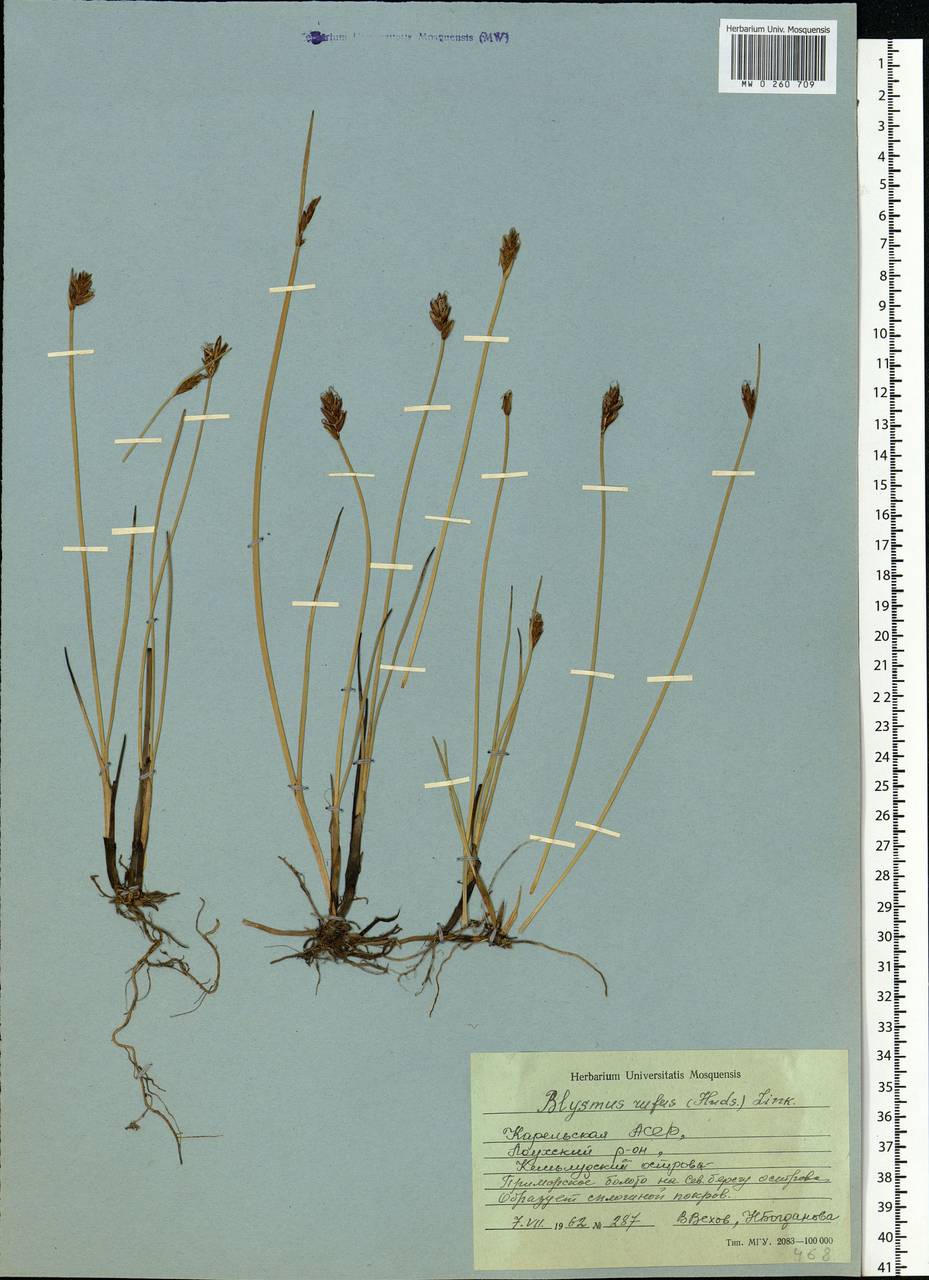 Blysmus rufus (Huds.) Link, Eastern Europe, Northern region (E1) (Russia)