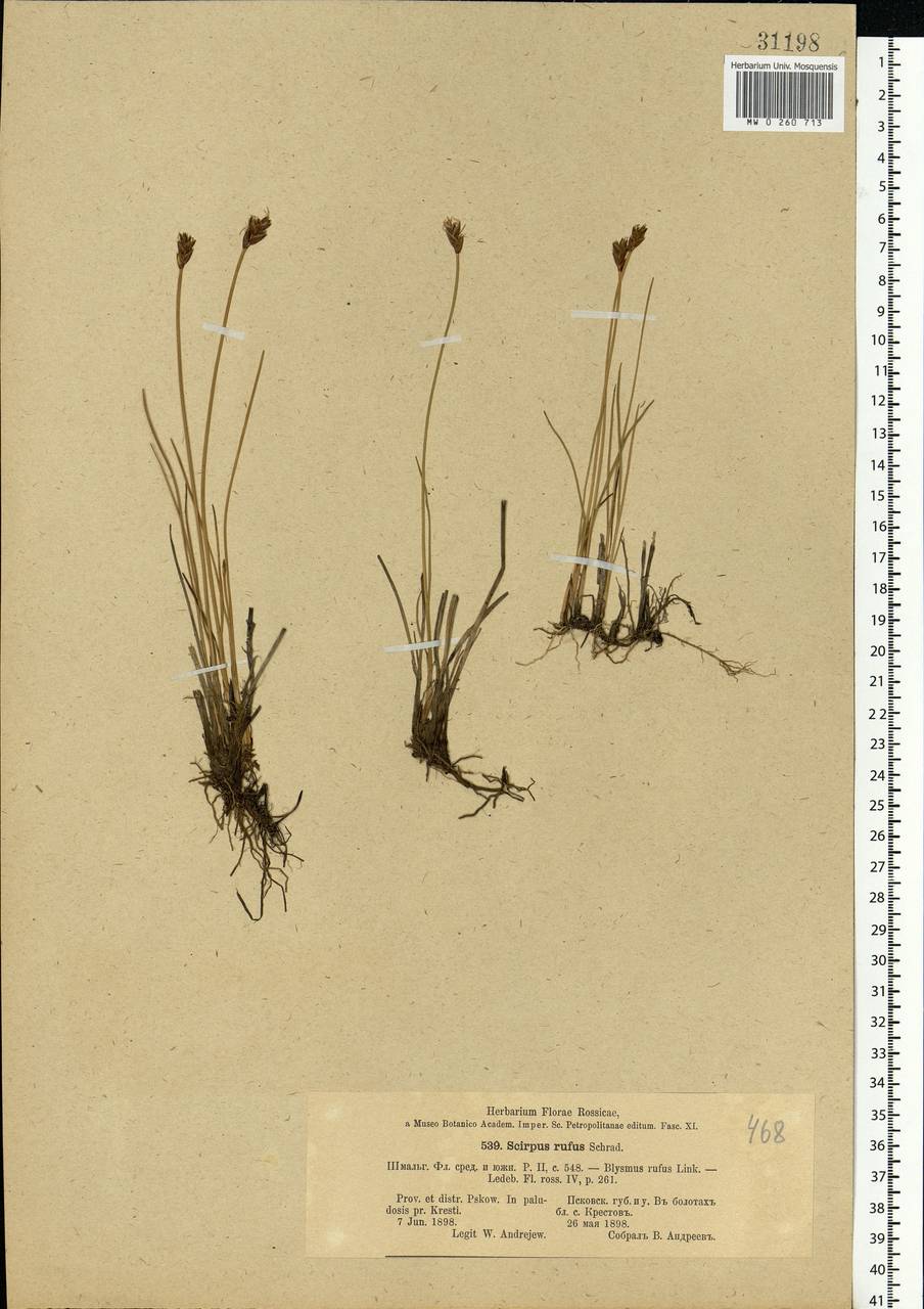 Blysmus rufus (Huds.) Link, Eastern Europe, North-Western region (E2) (Russia)