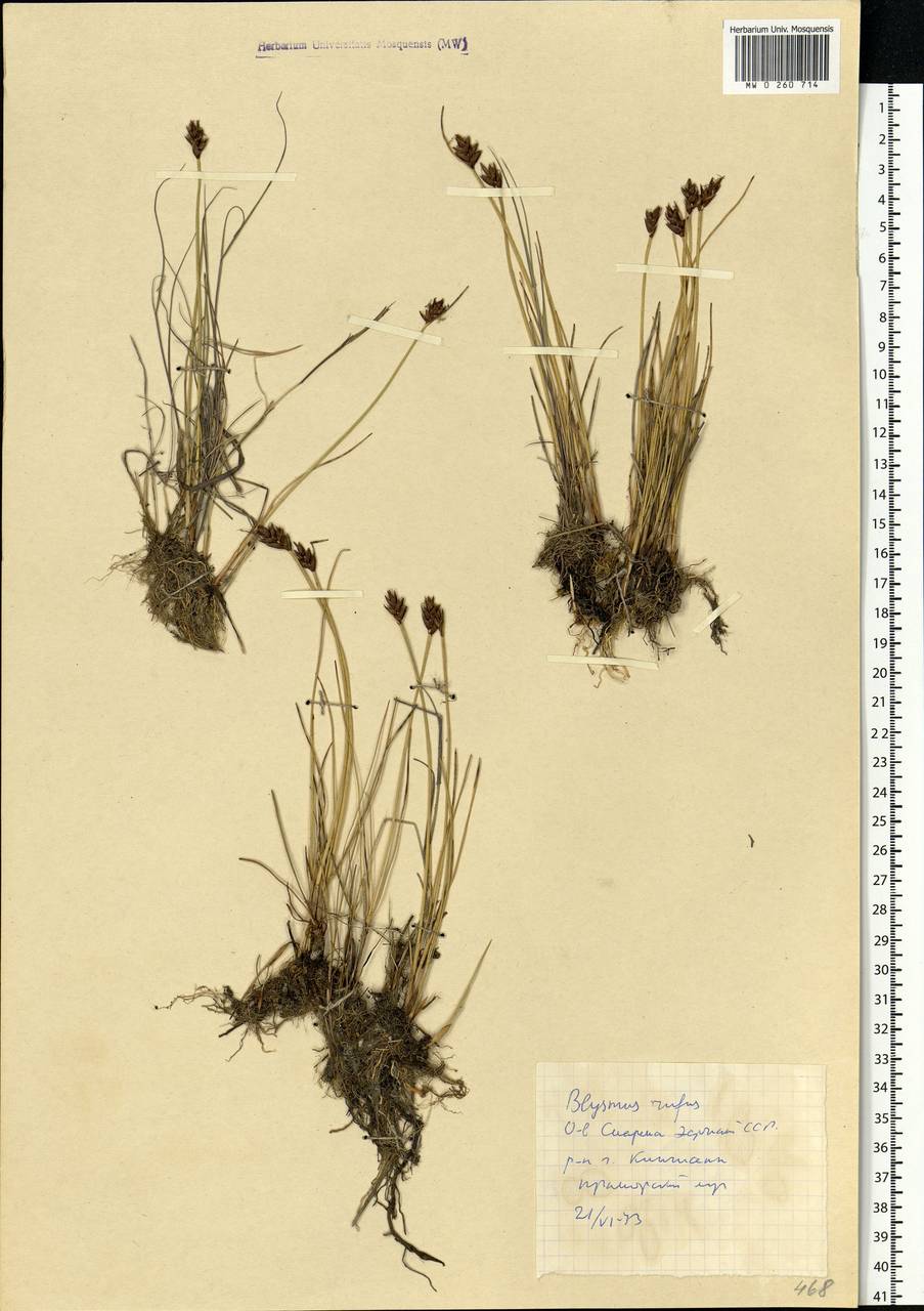 Blysmus rufus (Huds.) Link, Eastern Europe, Estonia (E2c) (Estonia)