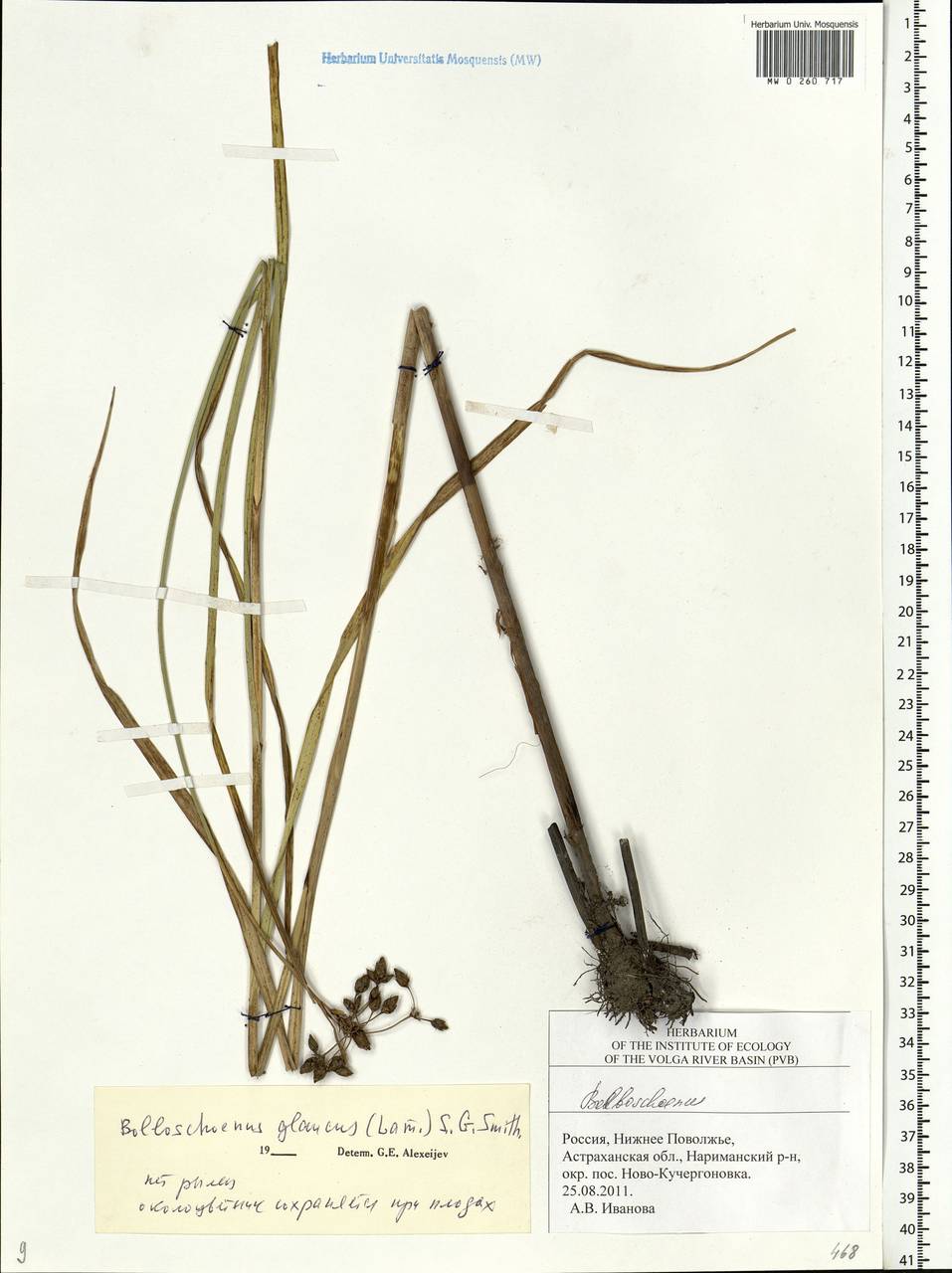 Bolboschoenus glaucus (Lam.) S.G.Sm., Eastern Europe, Lower Volga region (E9) (Russia)