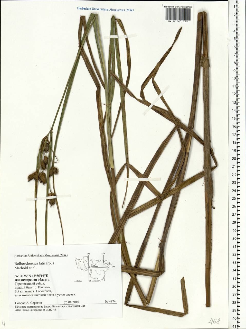 Bolboschoenus laticarpus Marhold, Hroudová, Duchá?ek & Zákr., Eastern Europe, Central region (E4) (Russia)