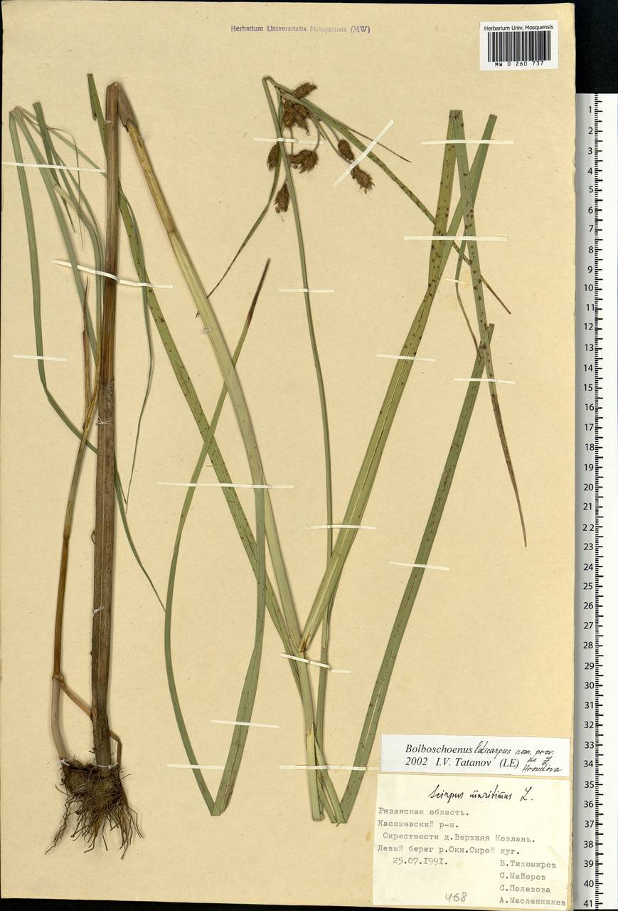 Bolboschoenus laticarpus Marhold, Hroudová, Duchá?ek & Zákr., Eastern Europe, Central region (E4) (Russia)