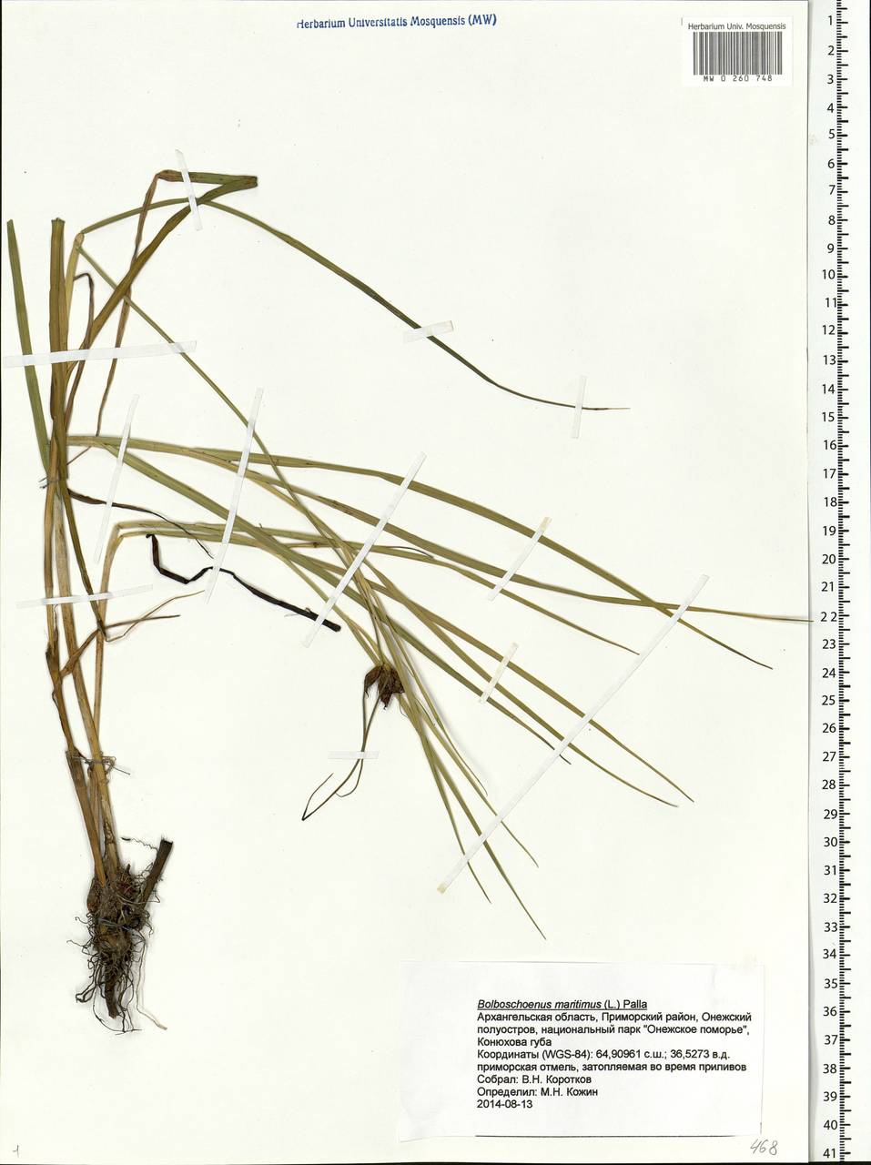 Bolboschoenus maritimus (L.) Palla, Eastern Europe, Northern region (E1) (Russia)