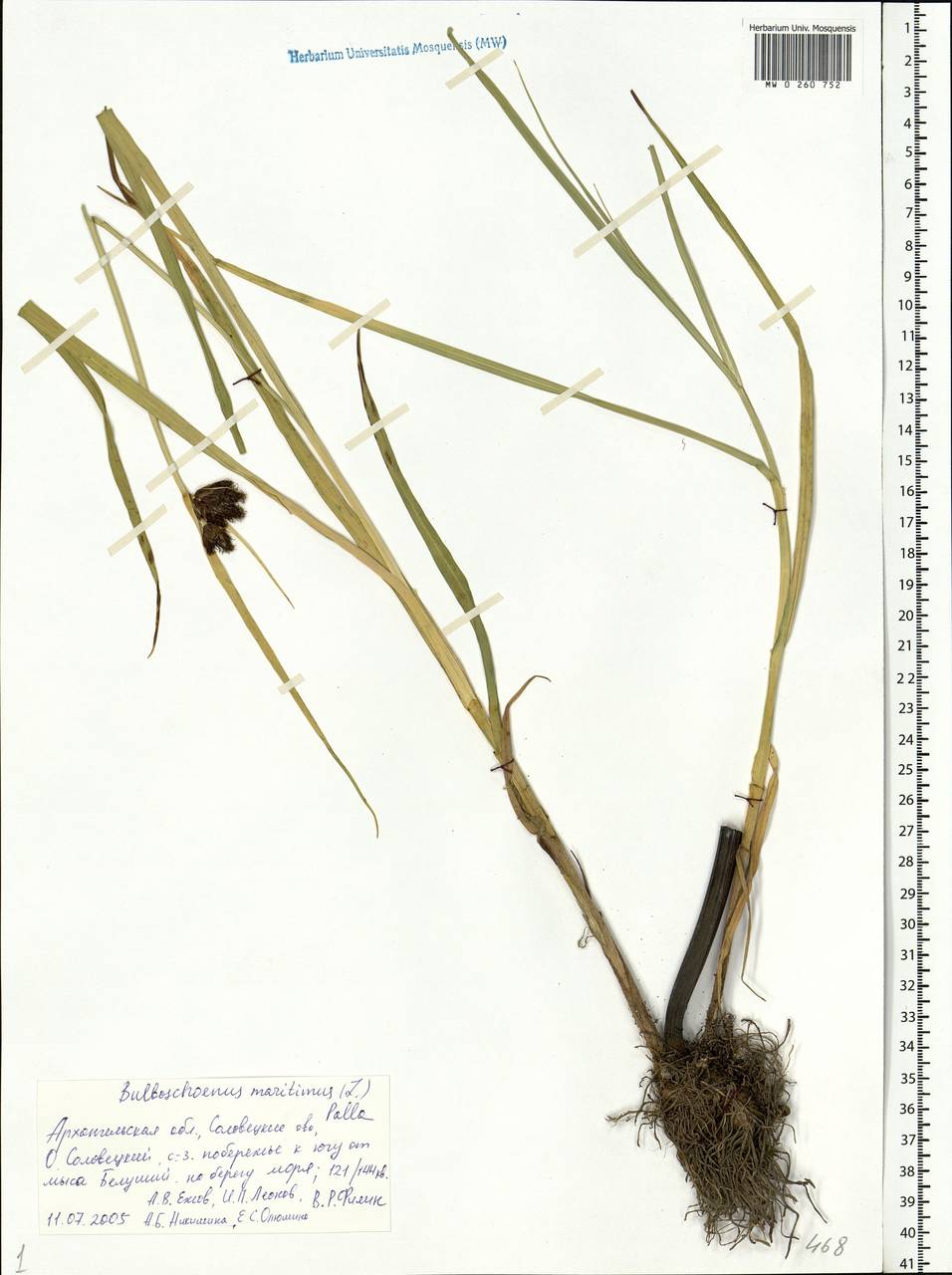 Bolboschoenus maritimus (L.) Palla, Eastern Europe, Northern region (E1) (Russia)