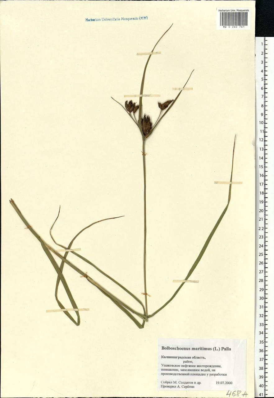 Bolboschoenus maritimus (L.) Palla, Eastern Europe, North-Western region (E2) (Russia)