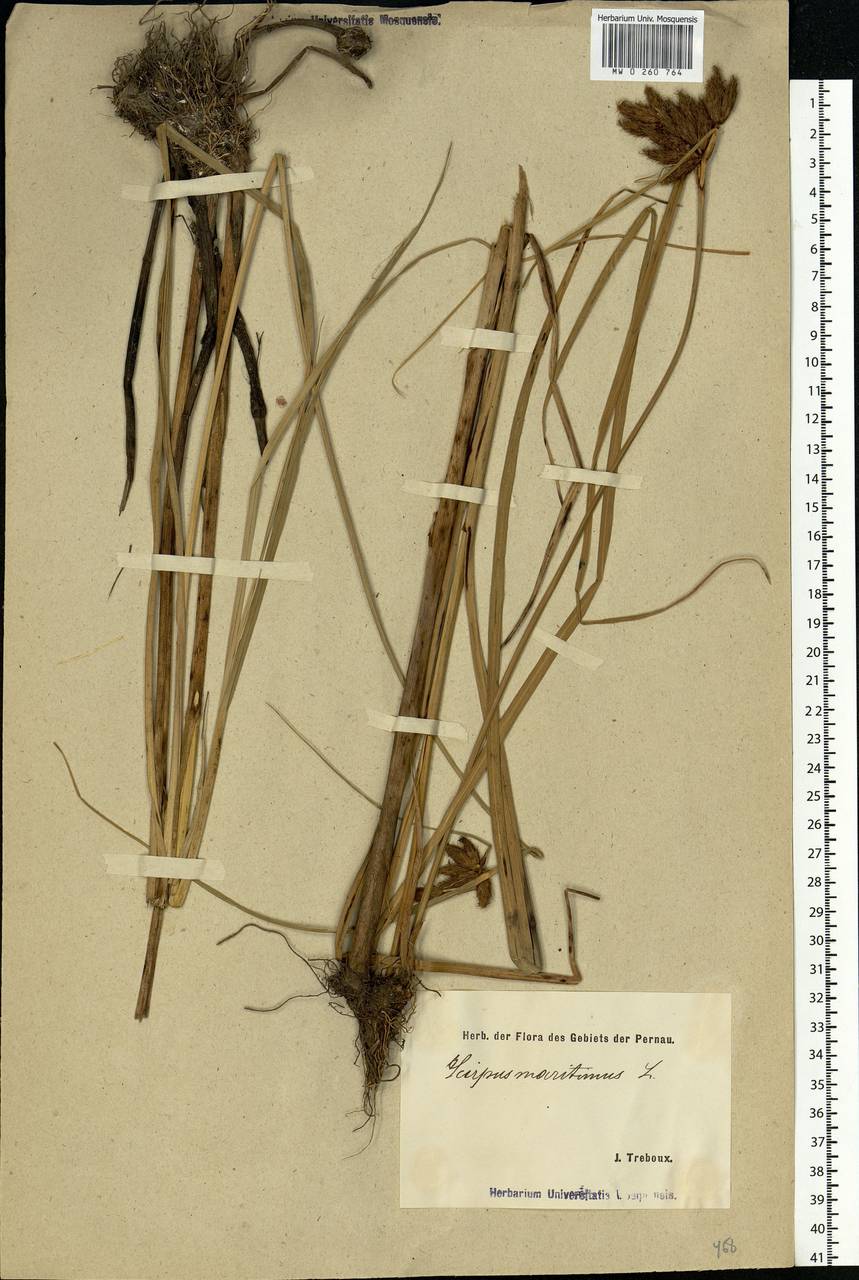 Bolboschoenus maritimus (L.) Palla, Eastern Europe, Estonia (E2c) (Estonia)