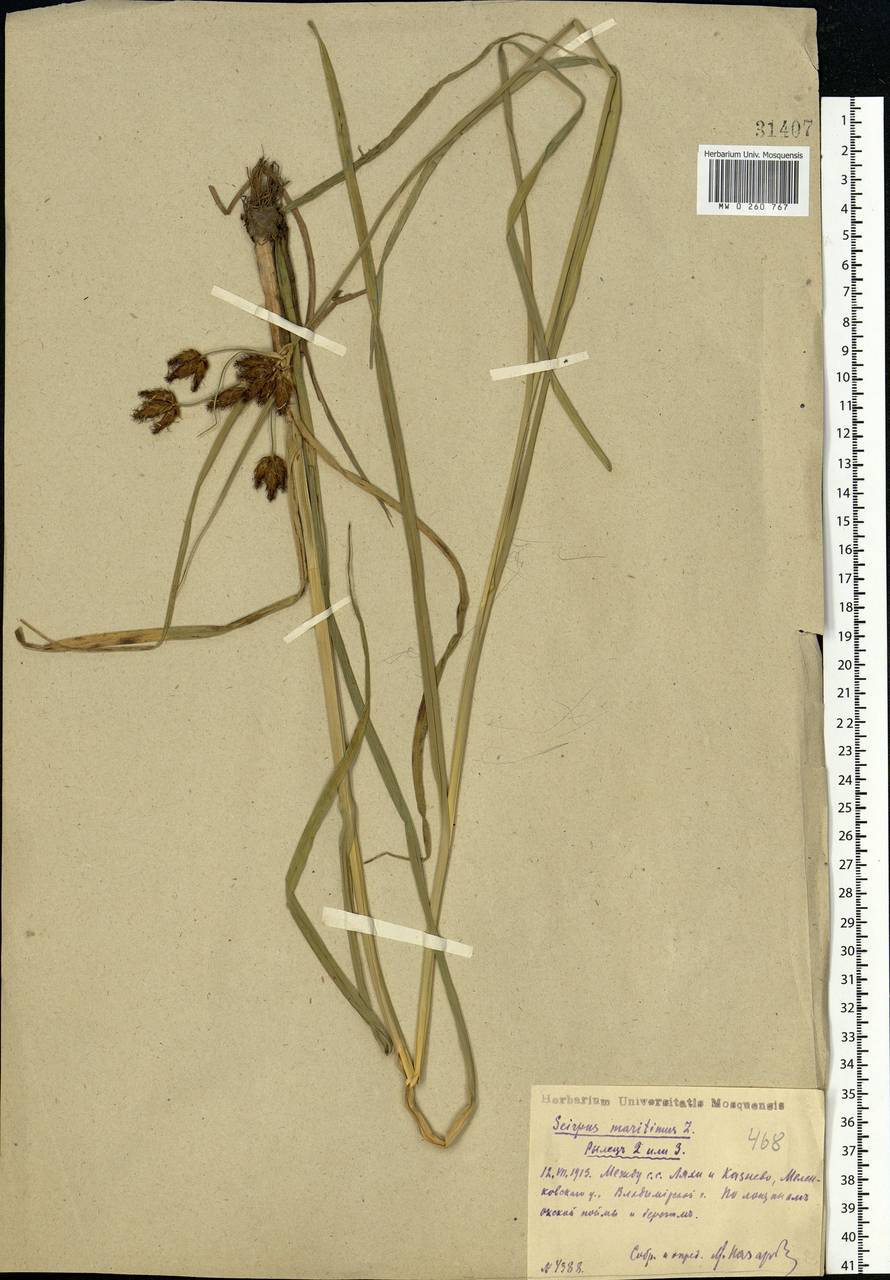 Bolboschoenus maritimus (L.) Palla, Eastern Europe, Central region (E4) (Russia)