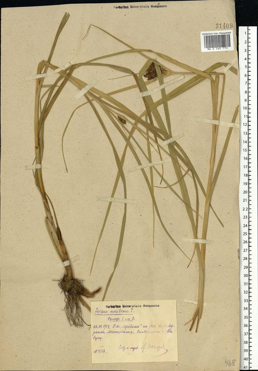 Bolboschoenus maritimus (L.) Palla, Eastern Europe, Central region (E4) (Russia)