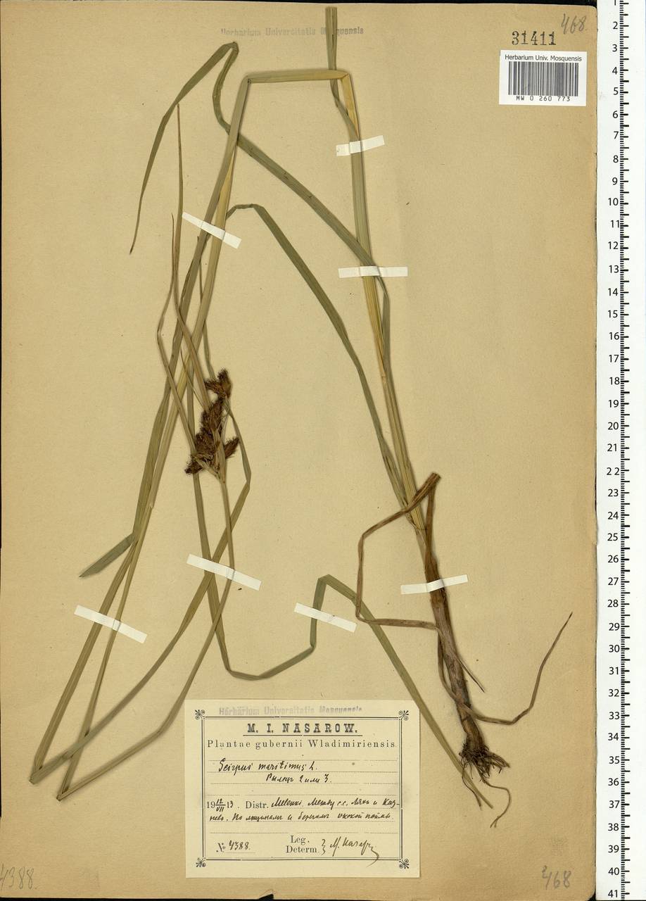 Bolboschoenus maritimus (L.) Palla, Eastern Europe, Central region (E4) (Russia)