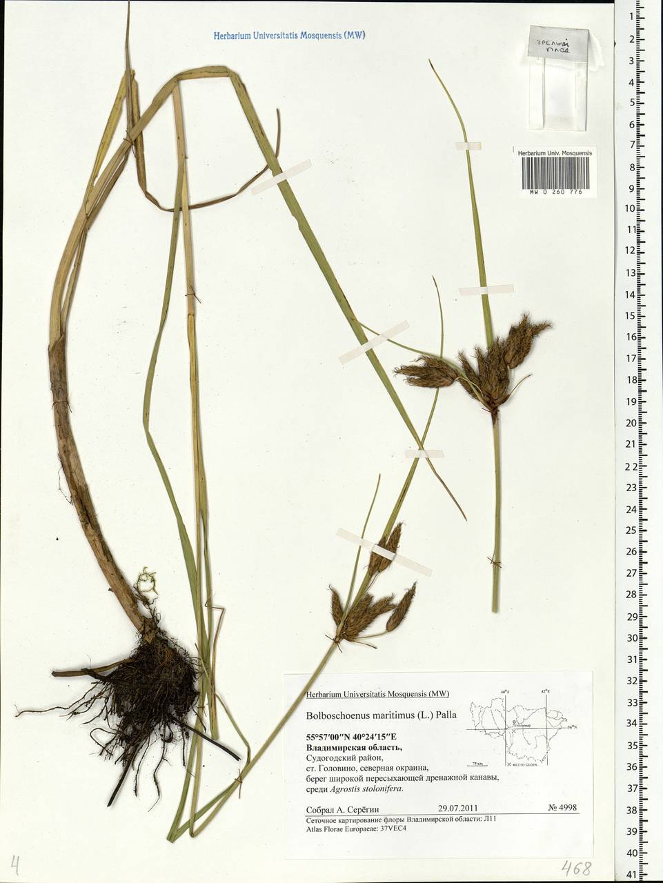 Bolboschoenus maritimus (L.) Palla, Eastern Europe, Central region (E4) (Russia)