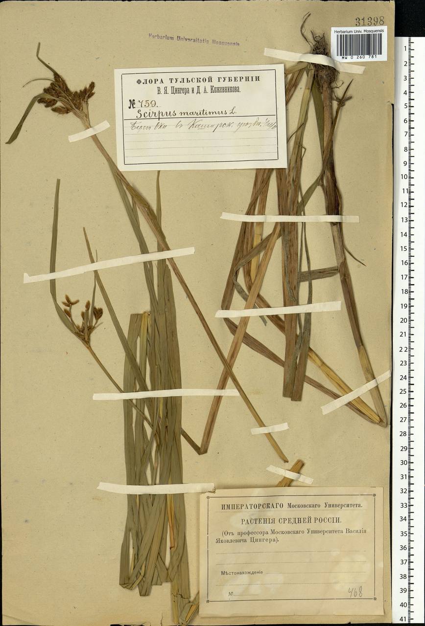 Bolboschoenus maritimus (L.) Palla, Eastern Europe, Moscow region (E4a) (Russia)