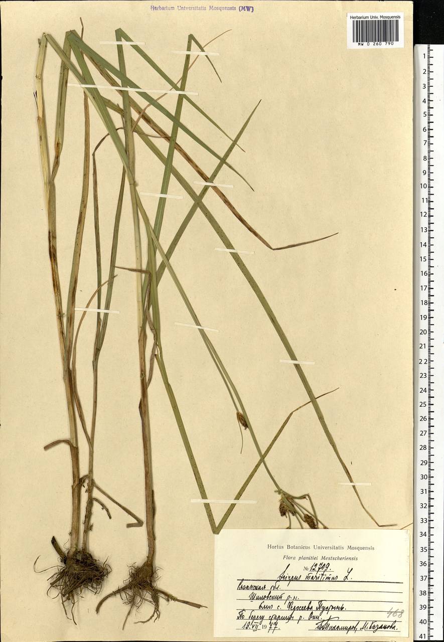 Bolboschoenus maritimus (L.) Palla, Eastern Europe, Central region (E4) (Russia)