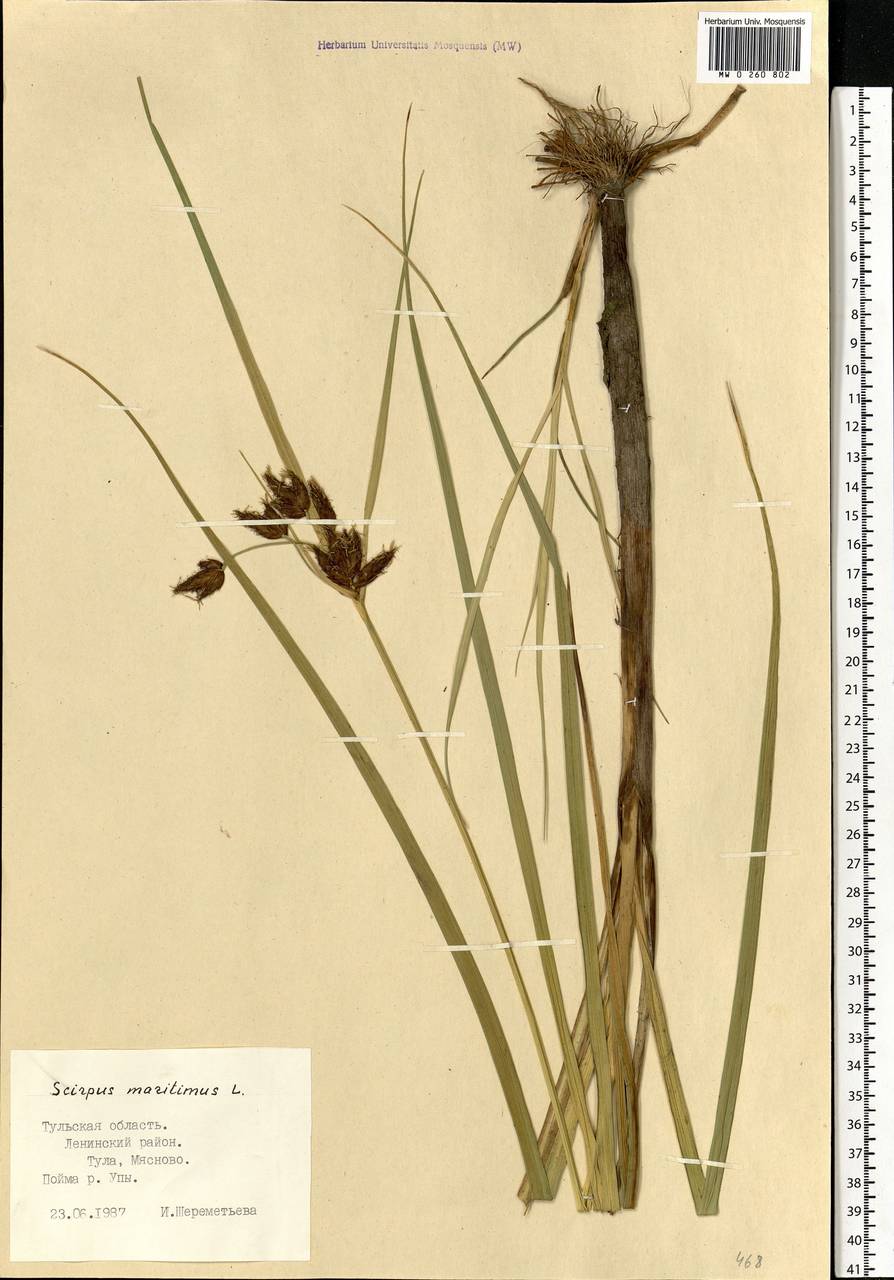 Bolboschoenus maritimus (L.) Palla, Eastern Europe, Central region (E4) (Russia)